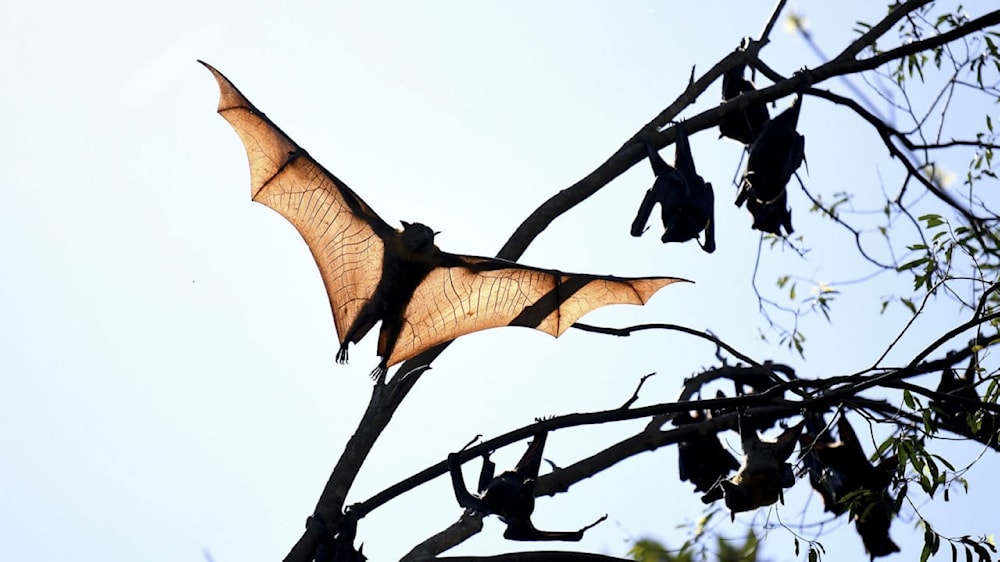 Debido a su sistema inmunitario único, los murciélagos son un reservorio natural para diversos microorganismos. Foto: Reuters.