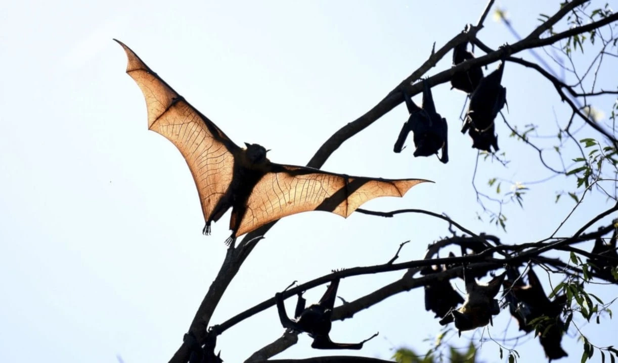 Debido a su sistema inmunitario único, los murciélagos son un reservorio natural para diversos microorganismos. Foto: Reuters.