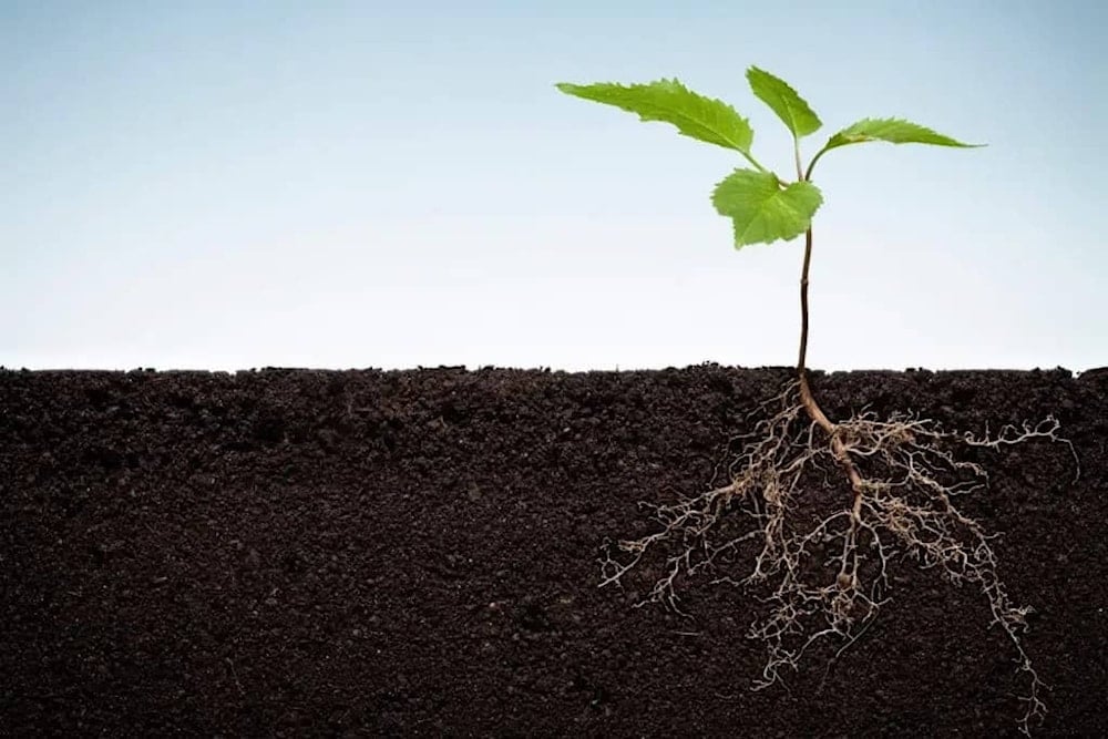 Descubren un segundo sistema de raíces profundas en las plantas