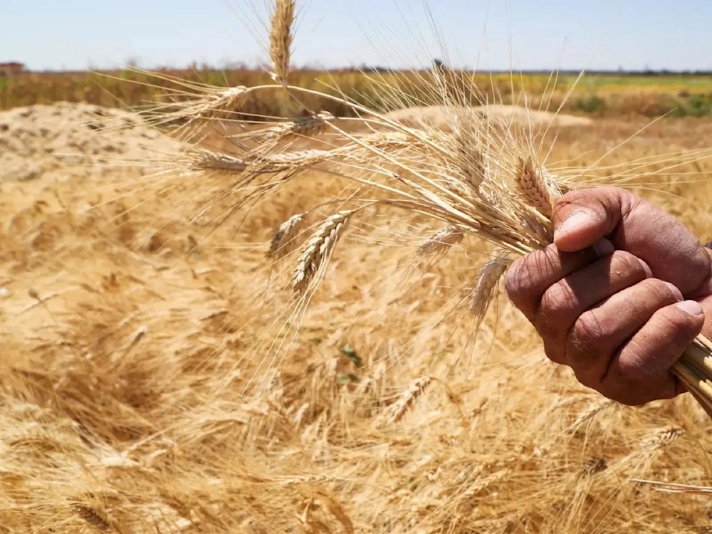 Sequía sin precedentes en Siria amenaza cultivo de trigo.