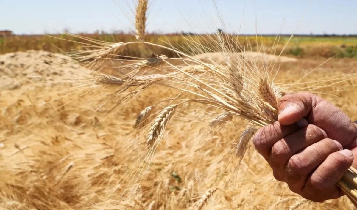 Sequía sin precedentes en Siria amenaza cultivo de trigo. Sequía sin precedentes en Siria amenaza cultivo de trigo.