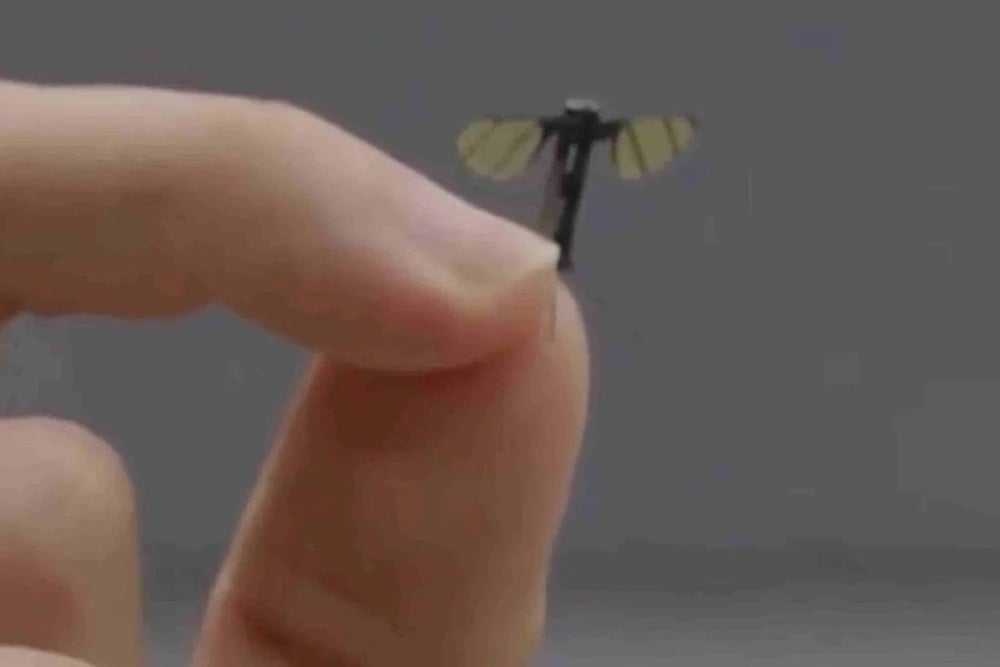 China desarrolla microdron con forma y tamaño de un mosquito. Foto: South China Morning Post. 