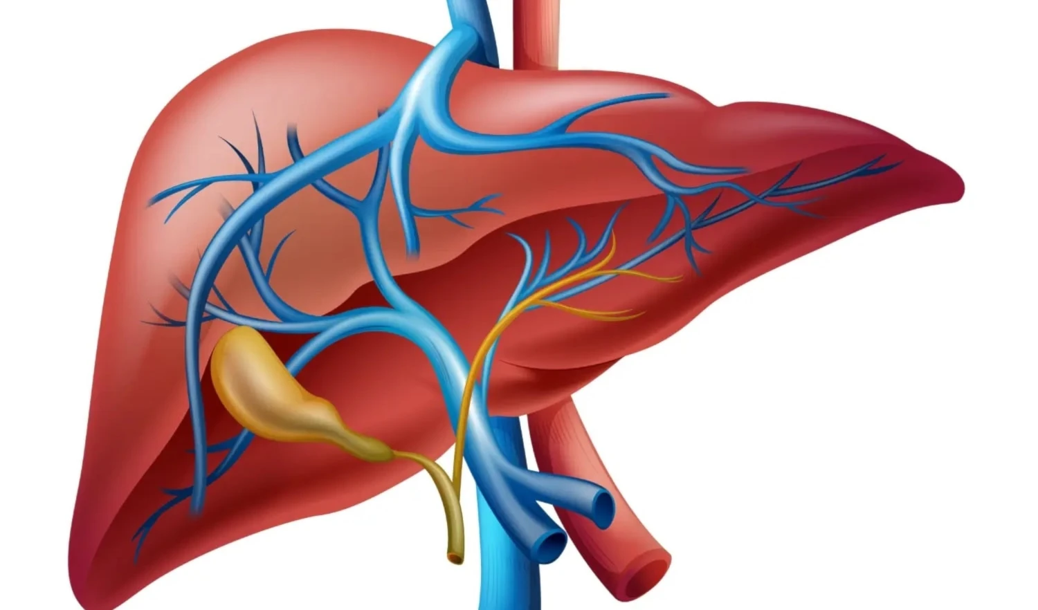 Logran primer procedimiento para tratar obstrucción de vena en Líbano