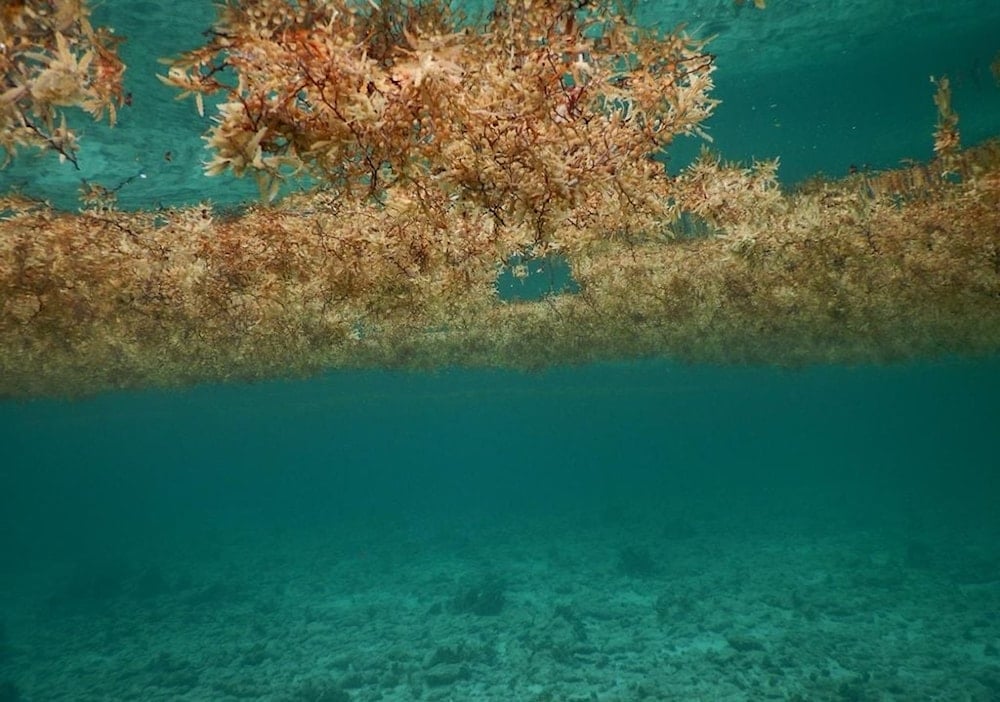 El sargazo bloquea luz solar y reduce oxígeno, afectando peces, corales y tortugas marinas. Foto: Meteored.
