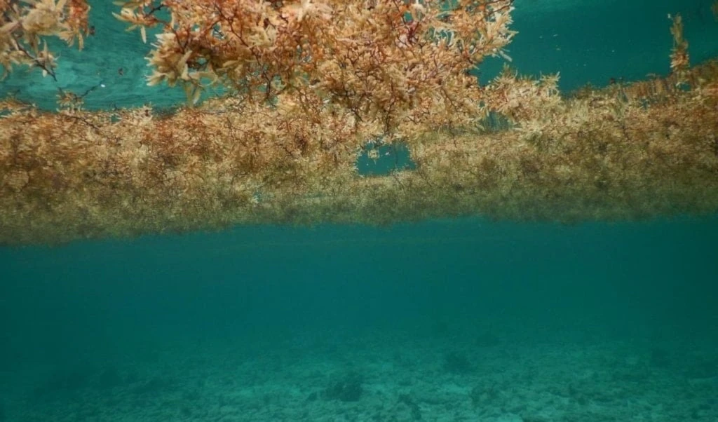 El sargazo bloquea luz solar y reduce oxígeno, afectando peces, corales y tortugas marinas. Foto: Meteored. El sargazo bloquea luz solar y reduce oxígeno, afectando peces, corales y tortugas marinas. Foto: Meteored.