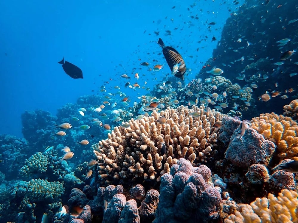 Día Mundial de los Océanos: proteger la fuente de vida