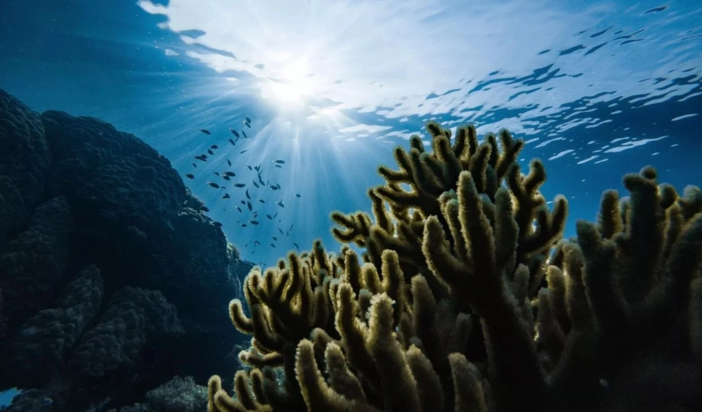 Día Mundial de los Océanos: proteger la fuente de vida. Foto: Unsplash. Día Mundial de los Océanos: proteger la fuente de vida. Foto: Unsplash.