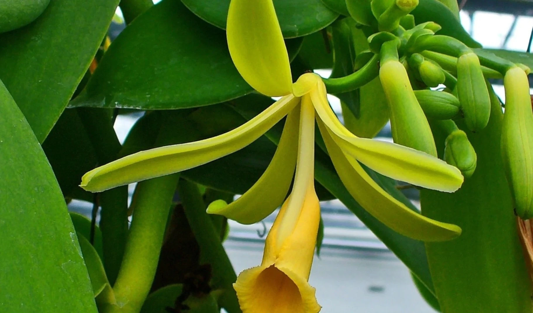 Alertan por posible crisis de la vainilla