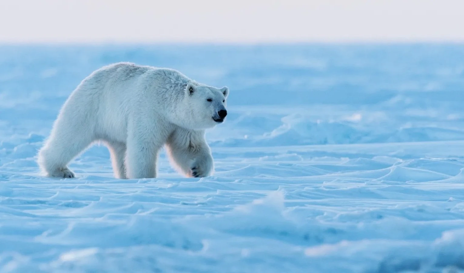 Osos polares se acercan a poblados por el deshielo