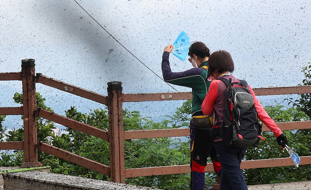 Enjambres de insectos del amor generaron quejas en Corea del Sur