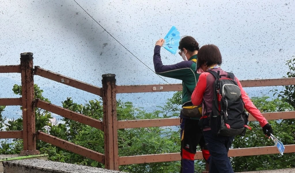 Enjambres de insectos del amor generaron quejas en Corea del Sur Enjambres de insectos del amor generaron quejas en Corea del Sur