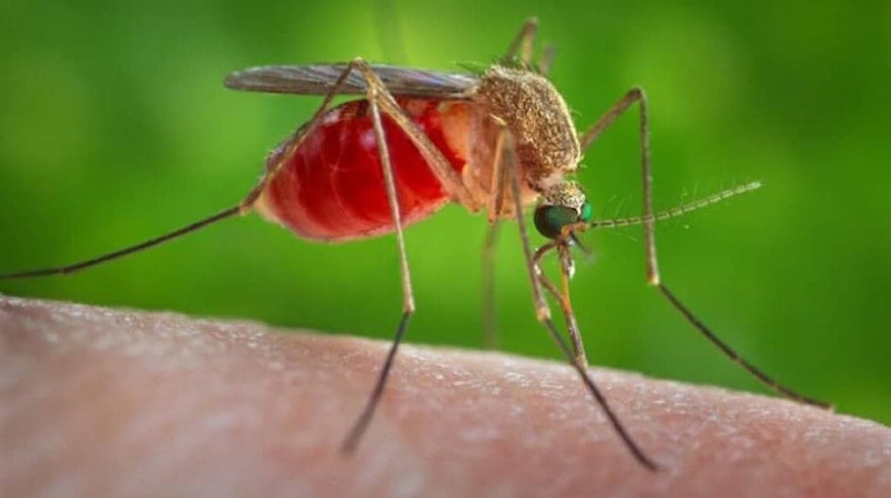 Unión Africana alerta sobre aumento de malaria al sur del continente