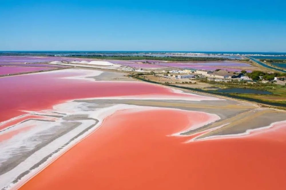 Alerta máxima en Australia por la expansión de un alga que ya mató miles de animales marinos. Foto: El Observador.