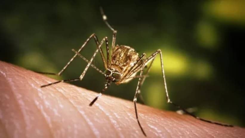 OMS alerta ante posible propagación global del chikungunya