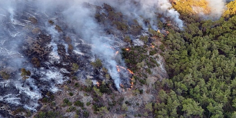 15 mil hectáreas de bosques quemados en Latakia (Agencia Sana)