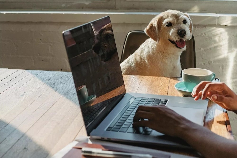 Los perros protegen a los dueños del estrés, dice la ciencia