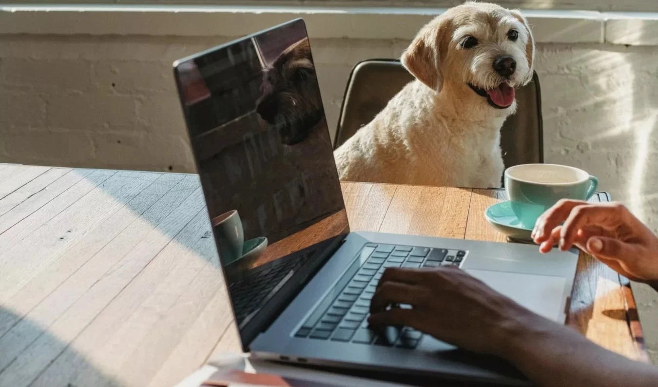 Los perros protegen a los dueños del estrés, dice la ciencia Los perros protegen a los dueños del estrés, dice la ciencia