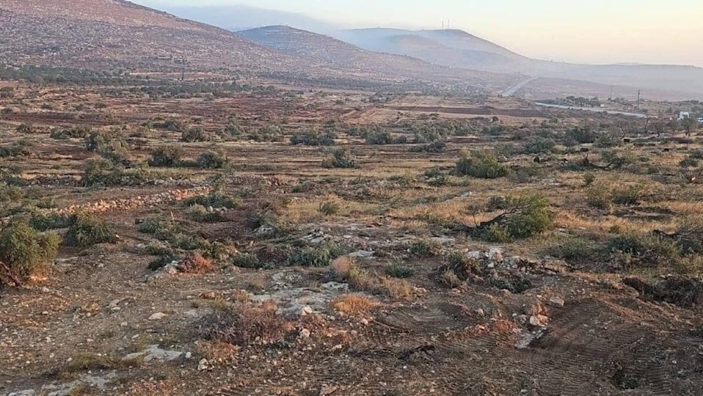 Las fuerzas agresoras talaron cientos de plantas de olivo en los campos de la aldea Al-Mugayir. (Foto: Redes sociales)