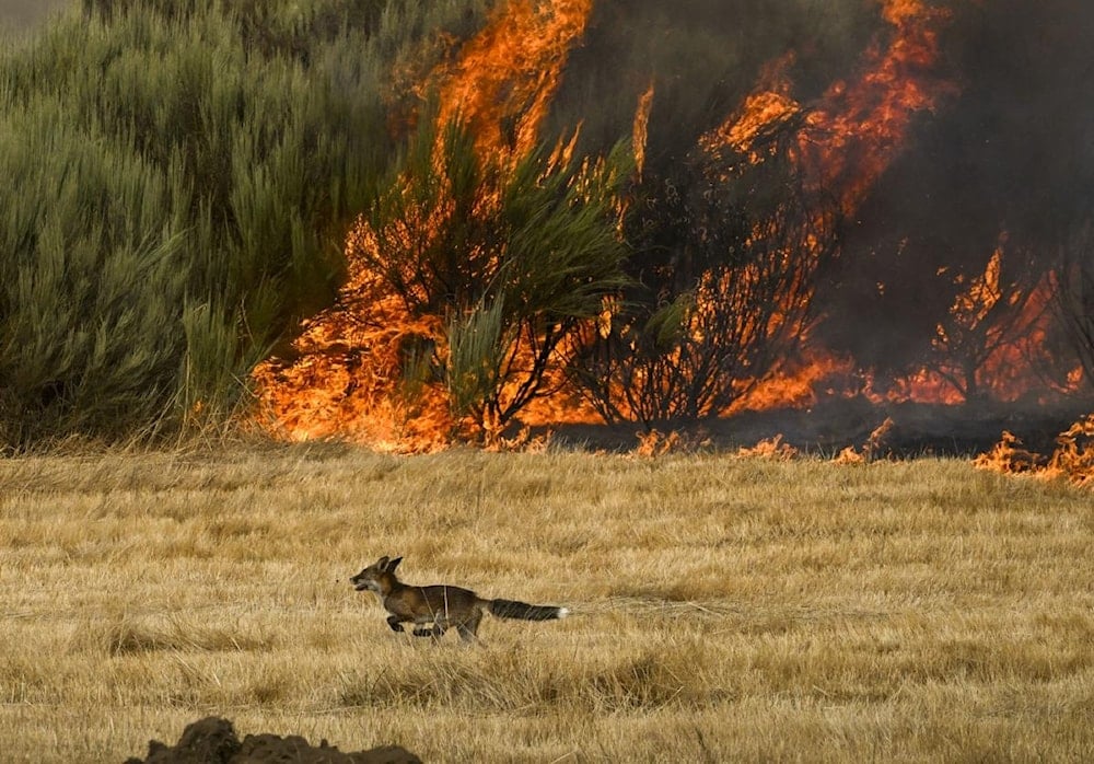 Un zorro escapa del fuego en incendio de A Gudiña (Ourense). Foto: EFE
