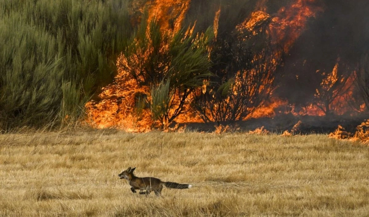 Un zorro escapa del fuego en incendio de A Gudiña (Ourense). Foto: EFE