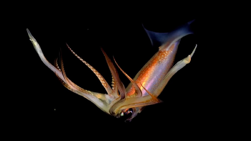 Imagen captada por la expedición de científicos.