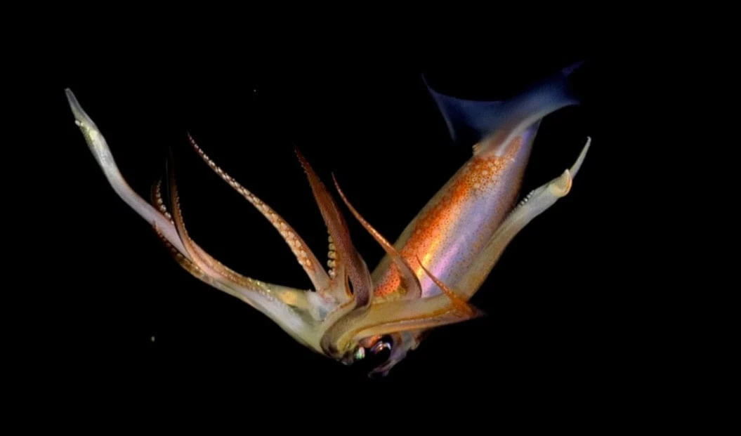 Imagen captada por la expedición de científicos.