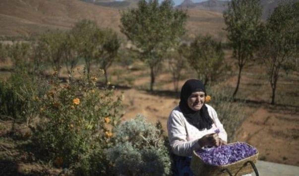 Floricultura en Marruecos: así es la lucha contra la sequía Floricultura en Marruecos: así es la lucha contra la sequía