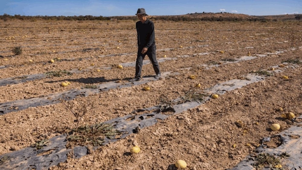 Floricultura en Marruecos: así es la lucha contra la sequía