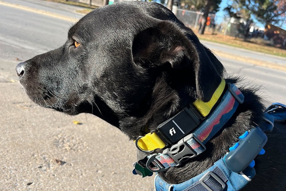 Mascotas en avión: riesgos globales y soluciones urgentes