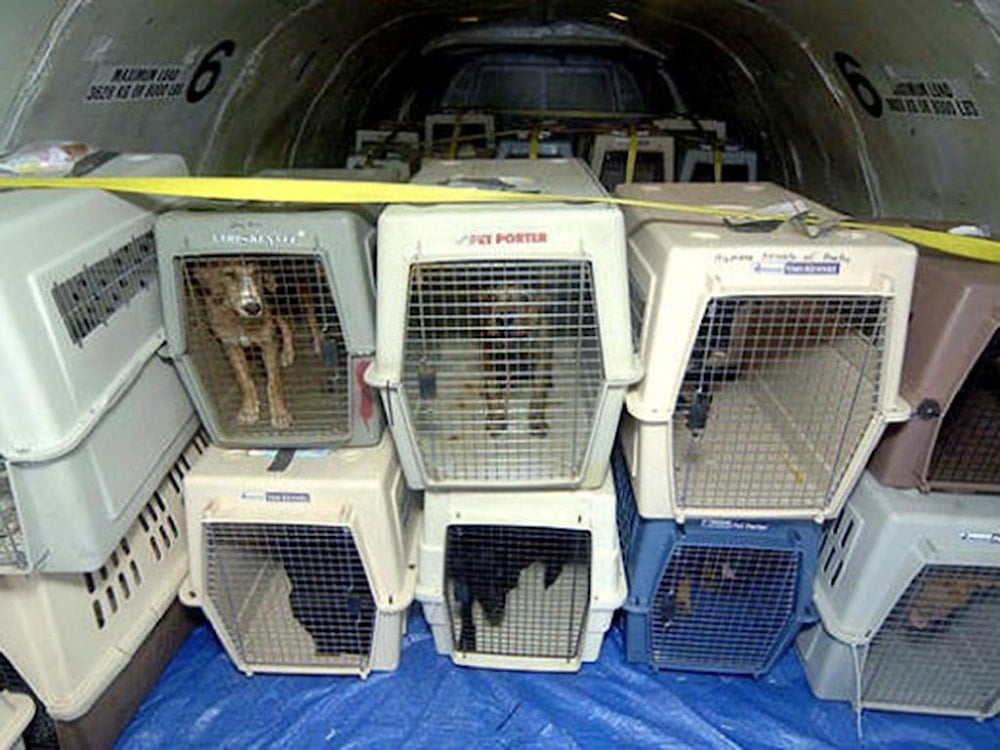 Mascotas en avión: riesgos globales y soluciones urgentes